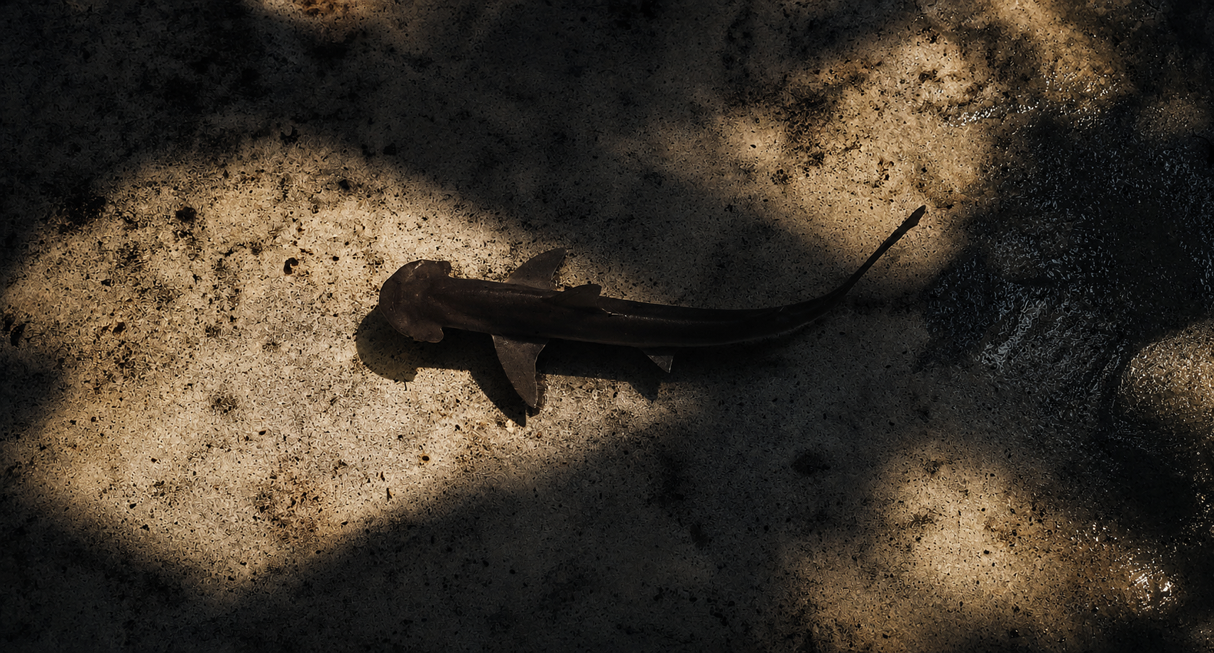 Bonnethead shark