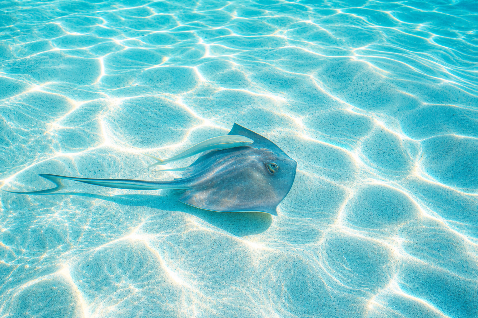 Southern stingray