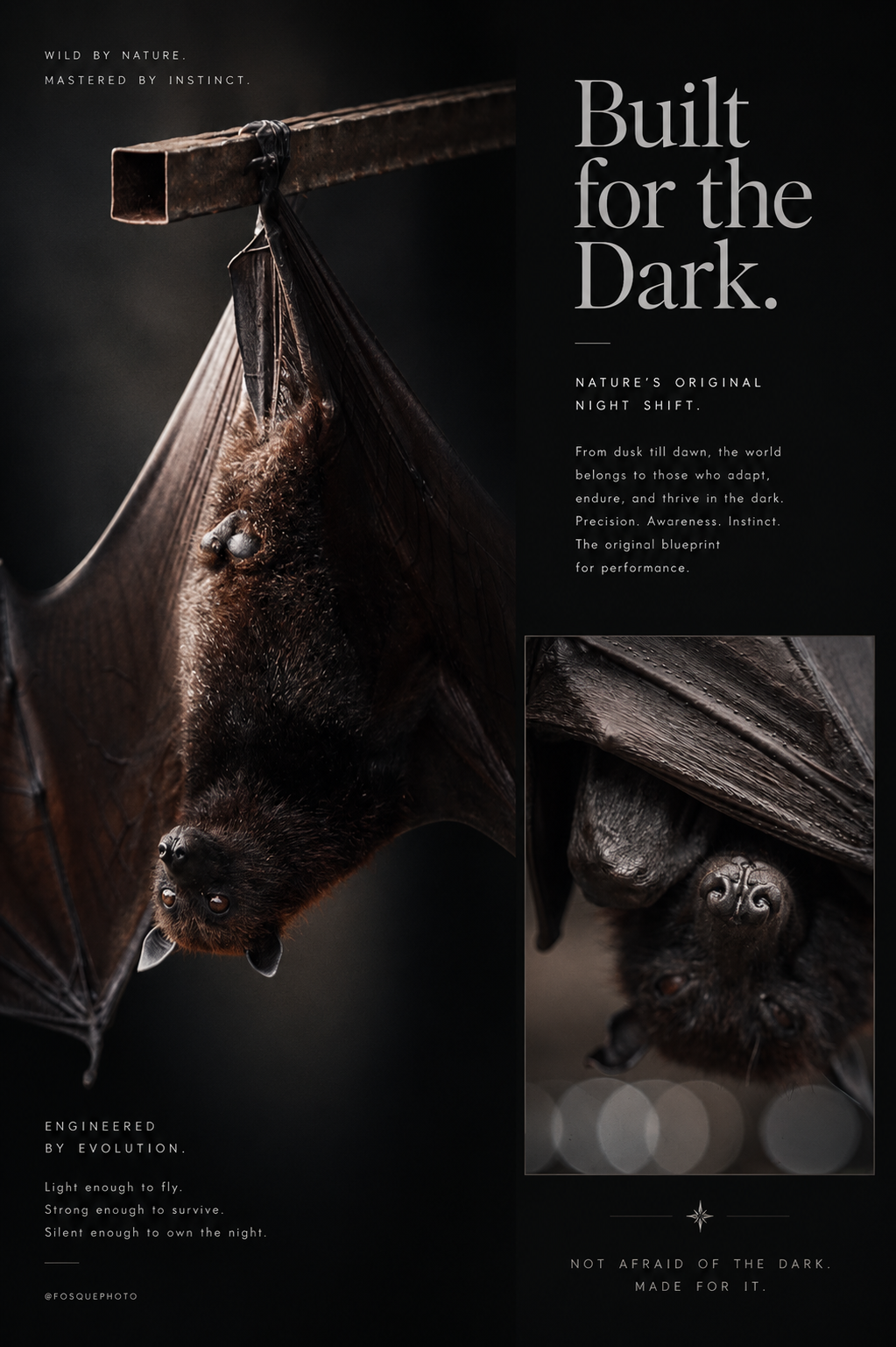 Fruit bat at rest