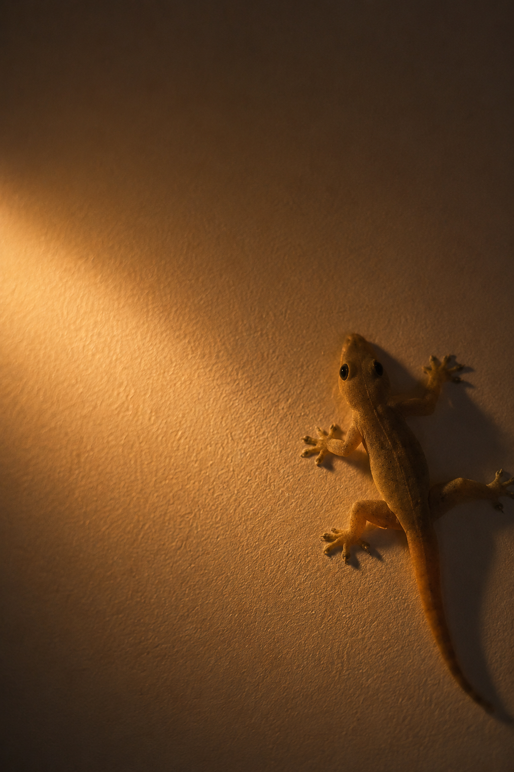 A little gecko in a pool of lamplight
