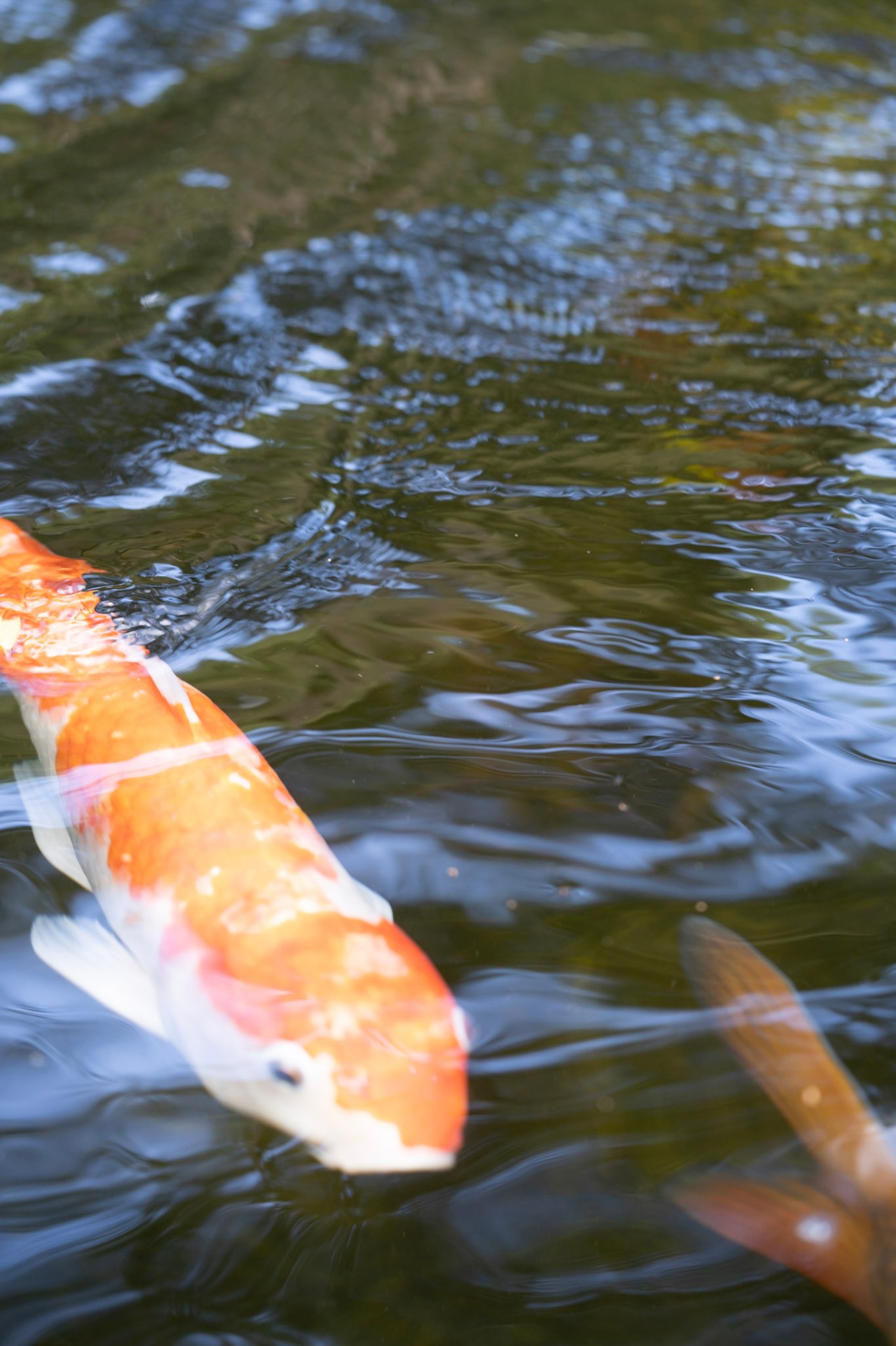Koi pond