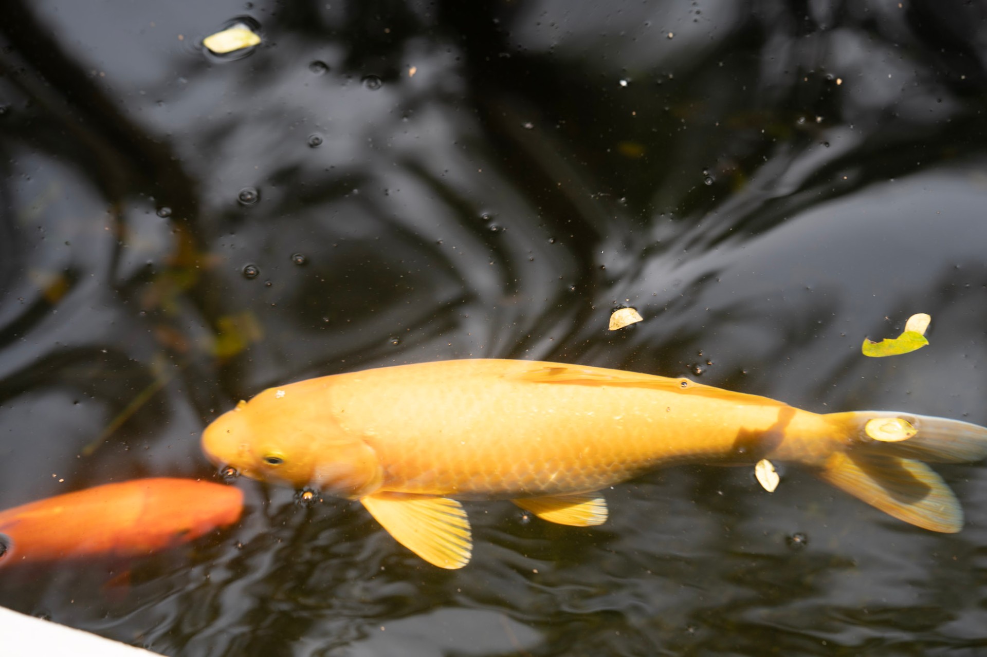 Golden koi