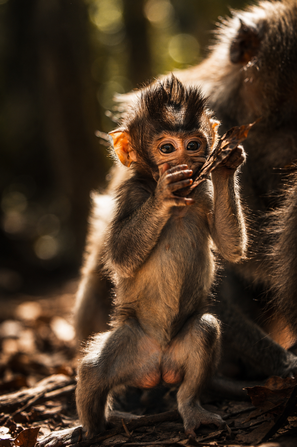 The Wild Monkey Forest of Ubud