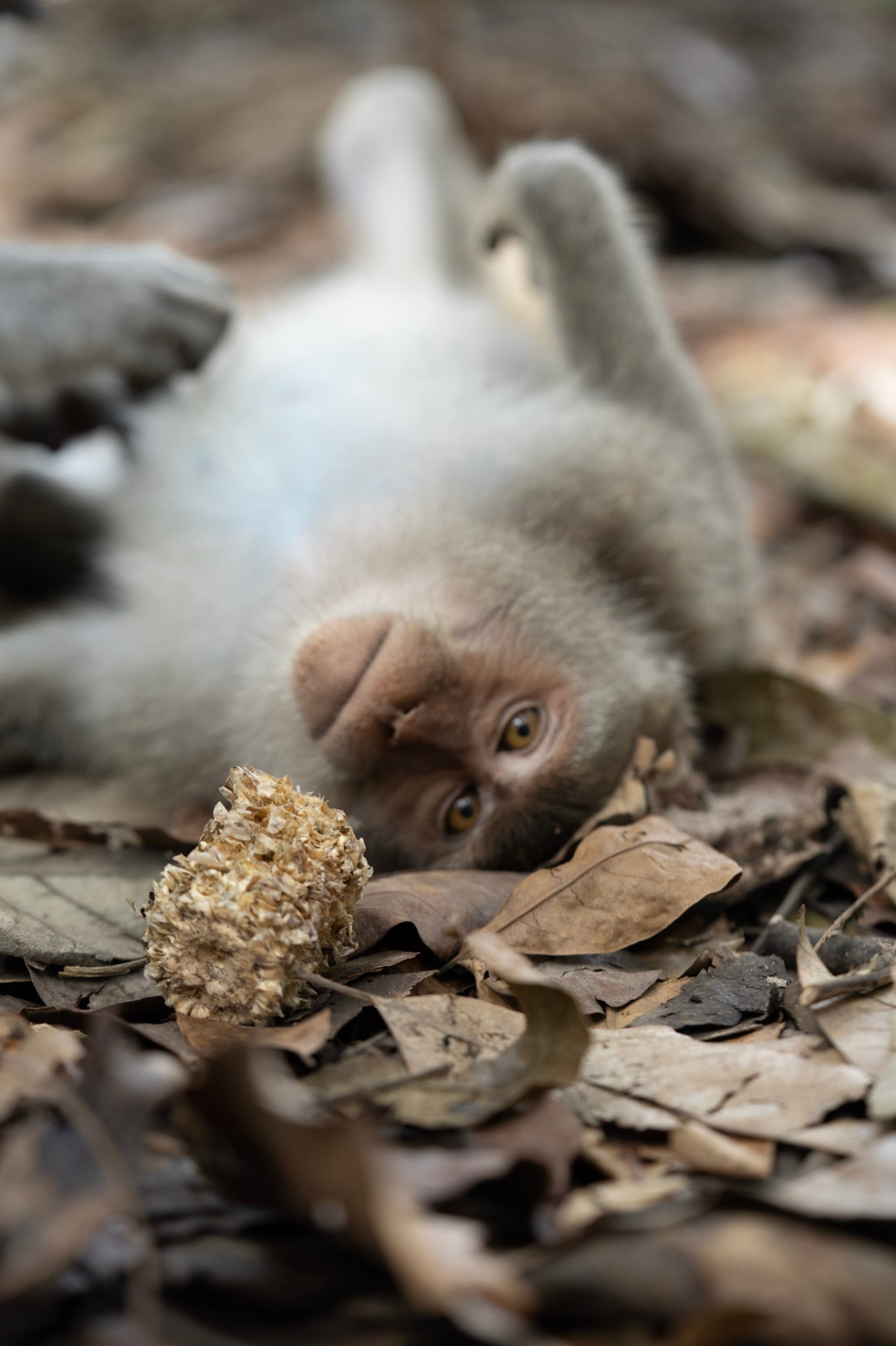 Lying in the forest floor