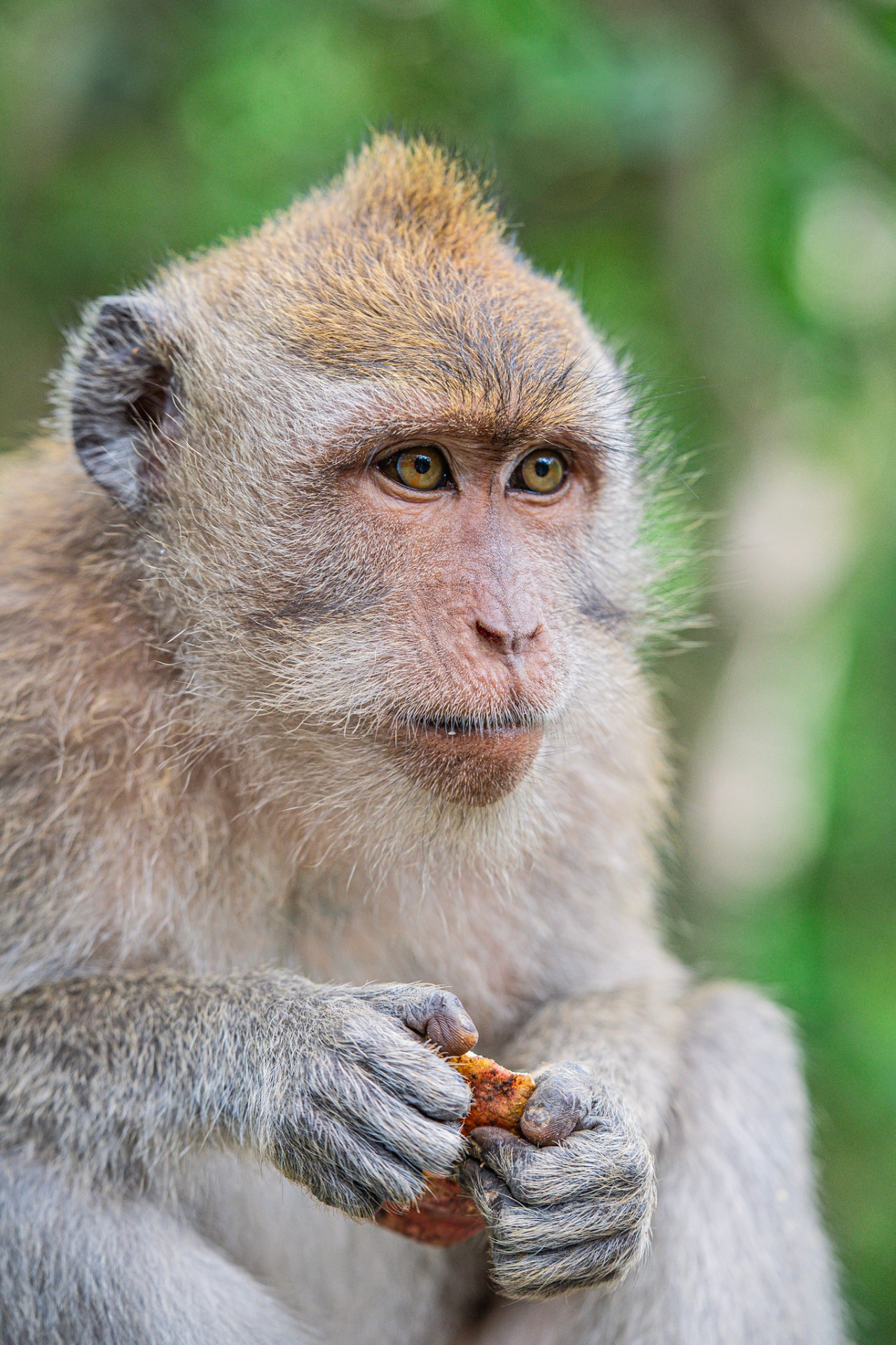 Macaque portrait