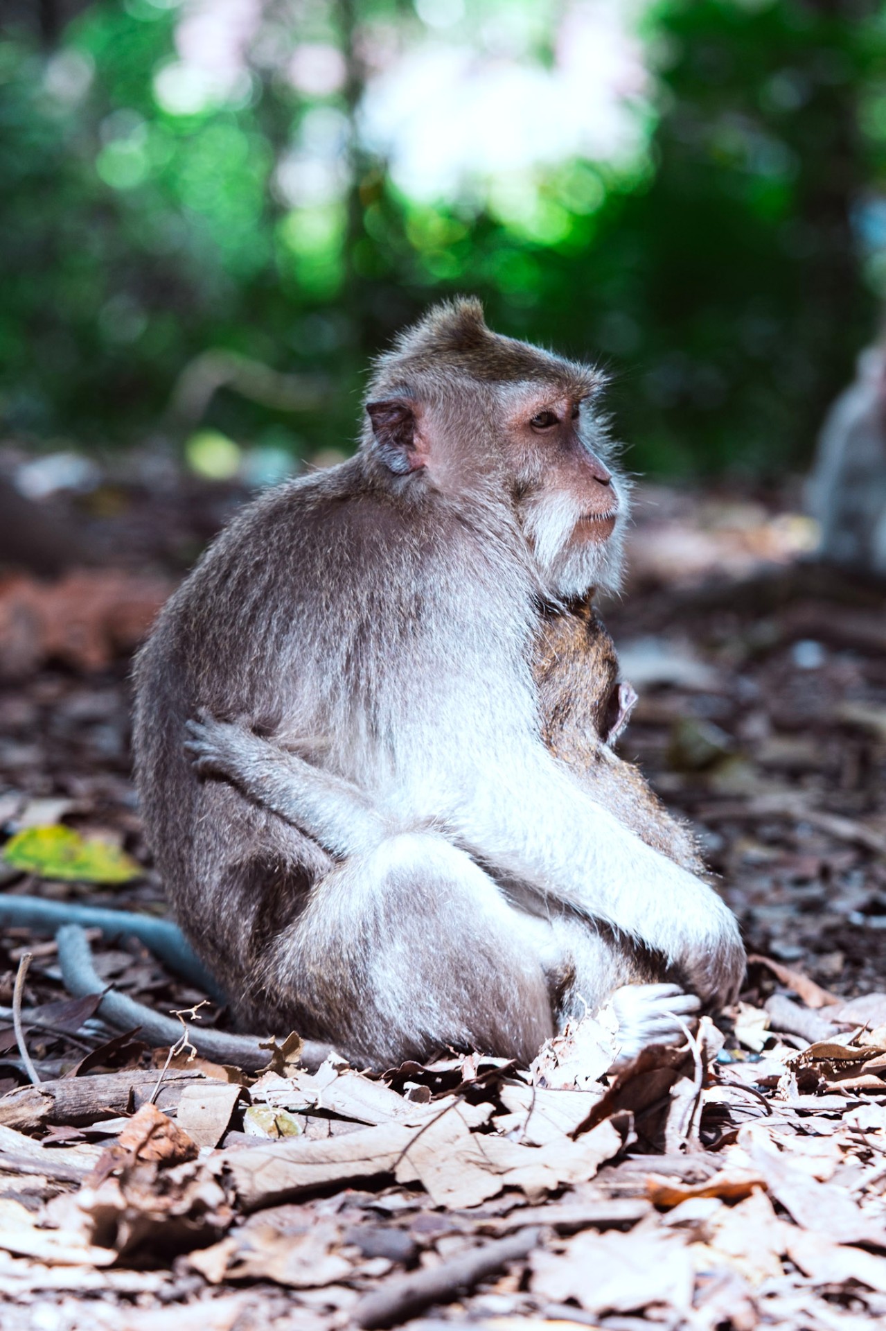 Elder macaque
