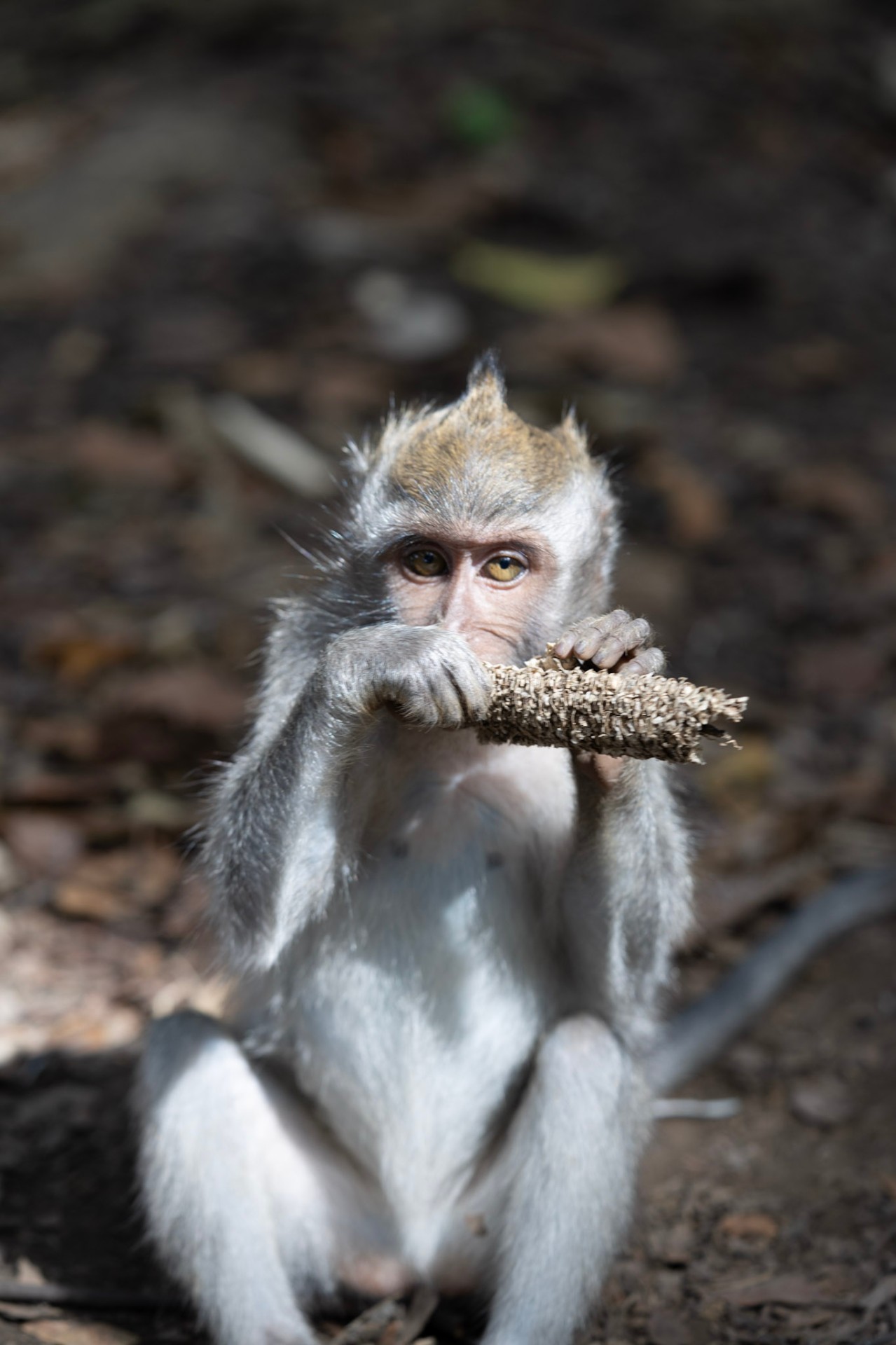 Young one with a stick