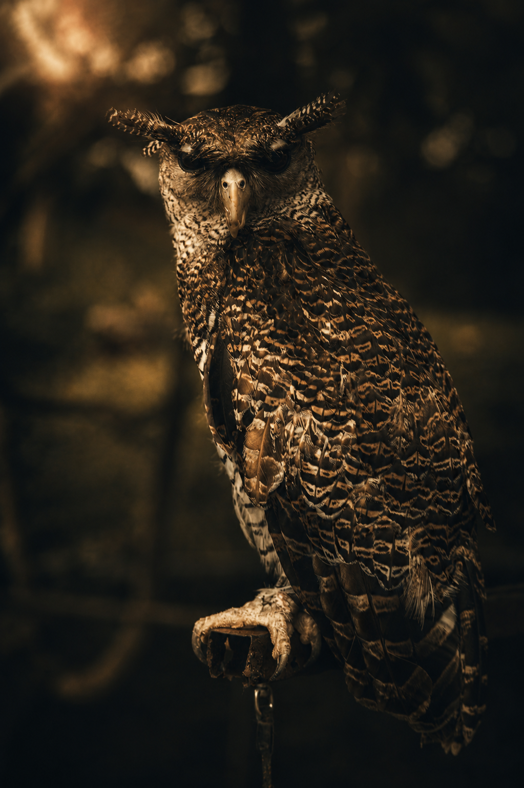 Spotted eagle-owl on the way