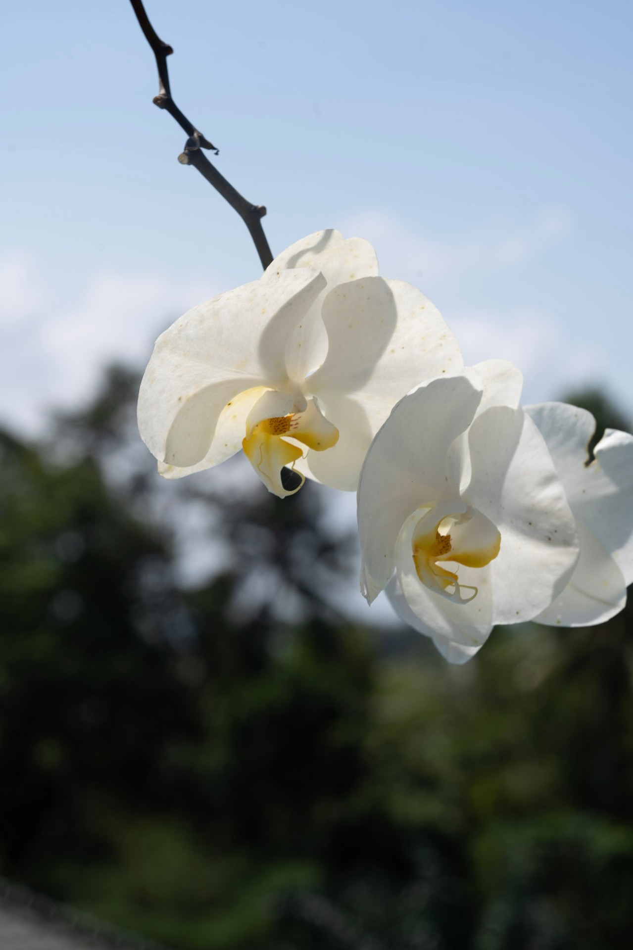 Orchids in bloom