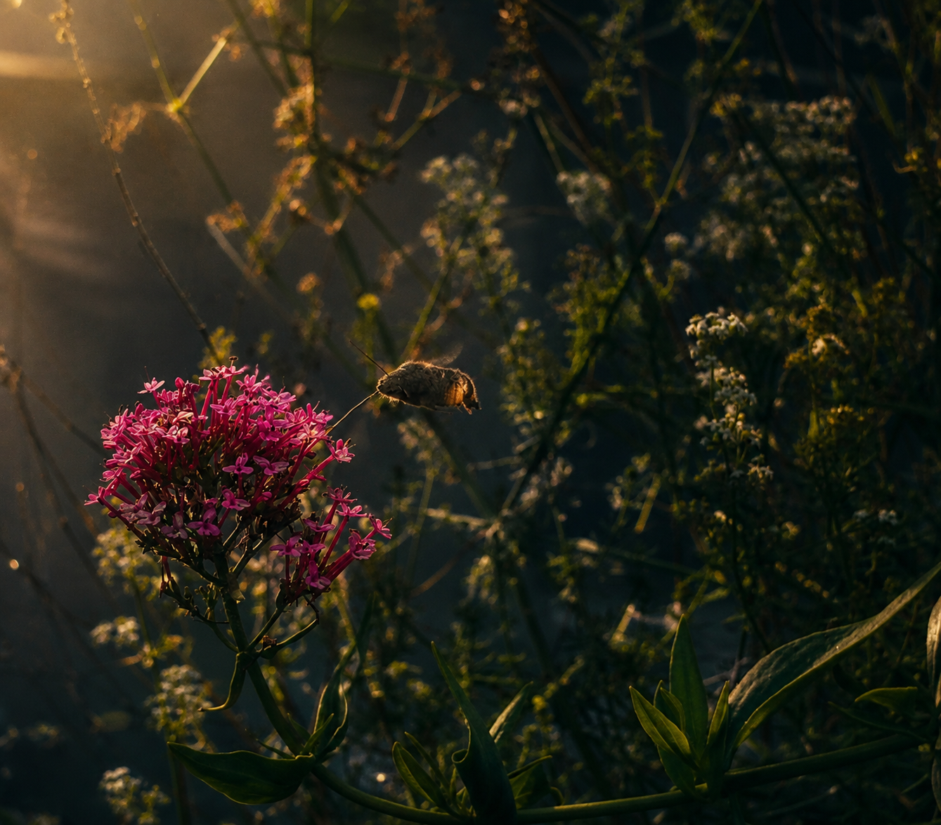 Hummingbird moth